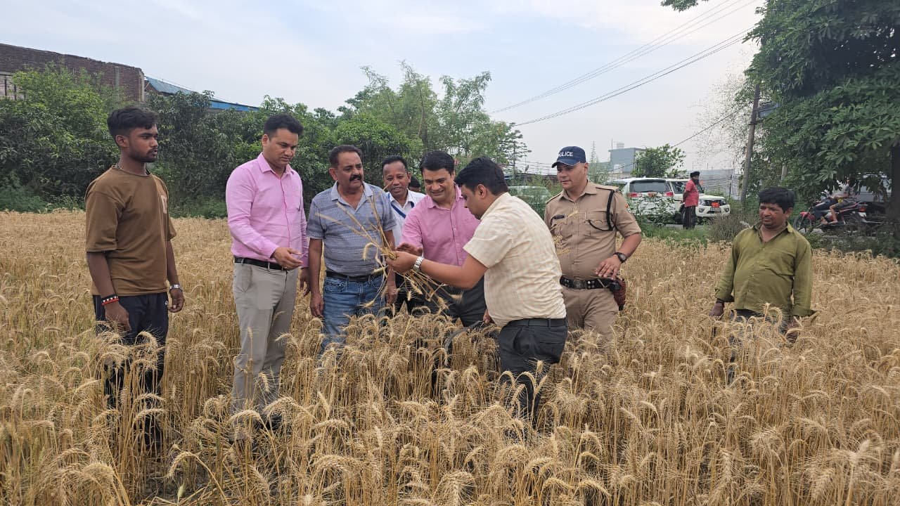 जिलाधिकारी ने काश्तकार अशोक गांधी के खेत में पड़ताल कर स्वयं गेहूं फसल कटाई की