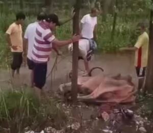 दो दिन से नाले में फंसी गाय, पीएम आवास के लाभार्थियों गोसेवकों ने किया रेस्क्यू